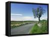 Empty Road with Tree and Wild Flowers Near Montpeyroux, Herault, in Languedoc Roussillon, France-Michael Busselle-Framed Stretched Canvas