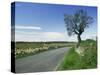 Empty Road with Tree and Wild Flowers Near Montpeyroux, Herault, in Languedoc Roussillon, France-Michael Busselle-Stretched Canvas