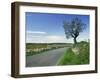 Empty Road with Tree and Wild Flowers Near Montpeyroux, Herault, in Languedoc Roussillon, France-Michael Busselle-Framed Photographic Print