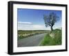 Empty Road with Tree and Wild Flowers Near Montpeyroux, Herault, in Languedoc Roussillon, France-Michael Busselle-Framed Photographic Print