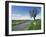 Empty Road with Tree and Wild Flowers Near Montpeyroux, Herault, in Languedoc Roussillon, France-Michael Busselle-Framed Photographic Print