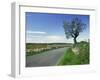 Empty Road with Tree and Wild Flowers Near Montpeyroux, Herault, in Languedoc Roussillon, France-Michael Busselle-Framed Photographic Print