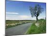 Empty Road with Tree and Wild Flowers Near Montpeyroux, Herault, in Languedoc Roussillon, France-Michael Busselle-Mounted Photographic Print