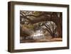 Empty Rustic Wooden Swing Hanging by Rope on Large Live Oak Tree Branch in the Countryside at a Far-Lindsay Helms-Framed Photographic Print