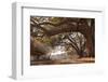 Empty Rustic Wooden Swing Hanging by Rope on Large Live Oak Tree Branch in the Countryside at a Far-Lindsay Helms-Framed Photographic Print