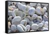 Empty shells on beach, numerous different species, Punta Tortuga Negra, Isabela Island-Krystyna Szulecka-Framed Stretched Canvas