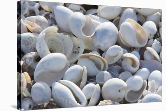 Empty shells on beach, numerous different species, Punta Tortuga Negra, Isabela Island-Krystyna Szulecka-Stretched Canvas