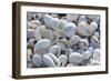 Empty shells on beach, numerous different species, Punta Tortuga Negra, Isabela Island-Krystyna Szulecka-Framed Photographic Print