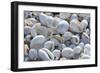 Empty shells on beach, numerous different species, Punta Tortuga Negra, Isabela Island-Krystyna Szulecka-Framed Photographic Print