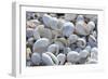 Empty shells on beach, numerous different species, Punta Tortuga Negra, Isabela Island-Krystyna Szulecka-Framed Photographic Print