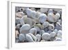 Empty shells on beach, numerous different species, Punta Tortuga Negra, Isabela Island-Krystyna Szulecka-Framed Photographic Print