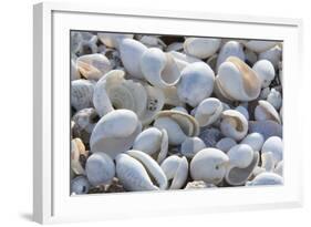 Empty shells on beach, numerous different species, Punta Tortuga Negra, Isabela Island-Krystyna Szulecka-Framed Photographic Print