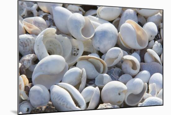 Empty shells on beach, numerous different species, Punta Tortuga Negra, Isabela Island-Krystyna Szulecka-Mounted Photographic Print