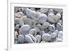 Empty shells on beach, numerous different species, Punta Tortuga Negra, Isabela Island-Krystyna Szulecka-Framed Photographic Print