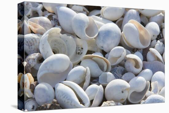 Empty shells on beach, numerous different species, Punta Tortuga Negra, Isabela Island-Krystyna Szulecka-Stretched Canvas