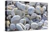 Empty shells on beach, numerous different species, Punta Tortuga Negra, Isabela Island-Krystyna Szulecka-Stretched Canvas