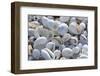 Empty shells on beach, numerous different species, Punta Tortuga Negra, Isabela Island-Krystyna Szulecka-Framed Photographic Print