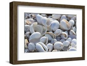 Empty shells on beach, numerous different species, Punta Tortuga Negra, Isabela Island-Krystyna Szulecka-Framed Photographic Print
