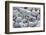 Empty shells on beach, numerous different species, Punta Tortuga Negra, Isabela Island-Krystyna Szulecka-Framed Photographic Print