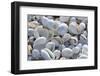 Empty shells on beach, numerous different species, Punta Tortuga Negra, Isabela Island-Krystyna Szulecka-Framed Photographic Print