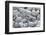 Empty shells on beach, numerous different species, Punta Tortuga Negra, Isabela Island-Krystyna Szulecka-Framed Photographic Print