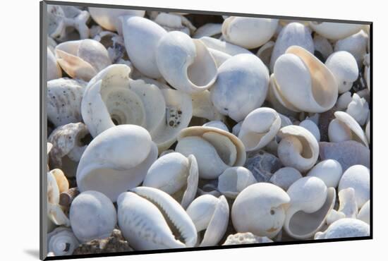 Empty shells on beach, numerous different species, Punta Tortuga Negra, Isabela Island-Krystyna Szulecka-Mounted Photographic Print