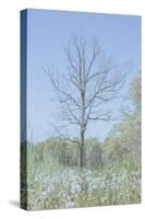 Empty Tree in Field-null-Stretched Canvas
