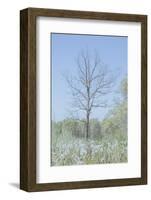 Empty Tree in Field-null-Framed Photographic Print