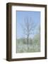 Empty Tree in Field-null-Framed Photographic Print