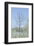 Empty Tree in Field-null-Framed Photographic Print