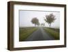 Empty Tree Lined Road in Fog, Yanworth, Gloucestershire, England, United Kingdom, Europe-Stuart Black-Framed Photographic Print