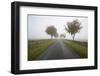 Empty Tree Lined Road in Fog, Yanworth, Gloucestershire, England, United Kingdom, Europe-Stuart Black-Framed Photographic Print