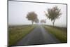 Empty Tree Lined Road in Fog, Yanworth, Gloucestershire, England, United Kingdom, Europe-Stuart Black-Mounted Photographic Print