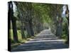 Empty Tree Lined Road on the Route De Vins, Near Vaucluse, Provence, France, Europe-David Hughes-Stretched Canvas