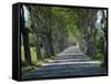 Empty Tree Lined Road on the Route De Vins, Near Vaucluse, Provence, France, Europe-David Hughes-Framed Stretched Canvas