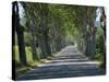 Empty Tree Lined Road on the Route De Vins, Near Vaucluse, Provence, France, Europe-David Hughes-Stretched Canvas