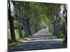 Empty Tree Lined Road on the Route De Vins, Near Vaucluse, Provence, France, Europe-David Hughes-Mounted Photographic Print