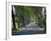 Empty Tree Lined Road on the Route De Vins, Near Vaucluse, Provence, France, Europe-David Hughes-Framed Photographic Print