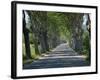 Empty Tree Lined Road on the Route De Vins, Near Vaucluse, Provence, France, Europe-David Hughes-Framed Photographic Print