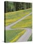 Empty Winding Road and Yellow Wild Flowers, Dolomites, Italy-Steve Vidler-Stretched Canvas