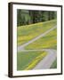 Empty Winding Road and Yellow Wild Flowers, Dolomites, Italy-Steve Vidler-Framed Photographic Print