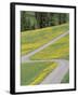 Empty Winding Road and Yellow Wild Flowers, Dolomites, Italy-Steve Vidler-Framed Photographic Print