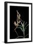 Empusa Pennata (Conehead Mantis) - Larva-Paul Starosta-Framed Photographic Print