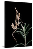 Empusa Pennata (Conehead Mantis) - Larva-Paul Starosta-Stretched Canvas