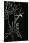 Empusa Pennata (Conehead Mantis) - Newly Emerged-Paul Starosta-Stretched Canvas