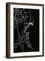 Empusa Pennata (Conehead Mantis) - Newly Emerged-Paul Starosta-Framed Photographic Print