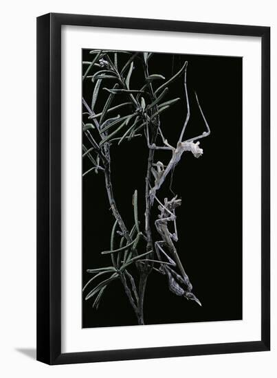 Empusa Pennata (Conehead Mantis) - Newly Emerged-Paul Starosta-Framed Photographic Print