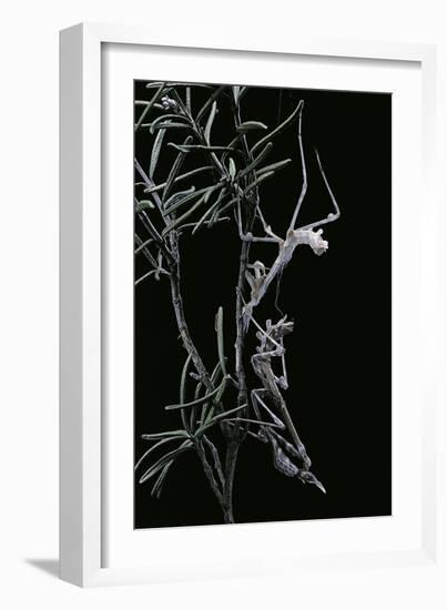 Empusa Pennata (Conehead Mantis) - Newly Emerged-Paul Starosta-Framed Photographic Print