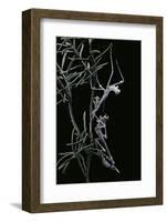 Empusa Pennata (Conehead Mantis) - Newly Emerged-Paul Starosta-Framed Photographic Print