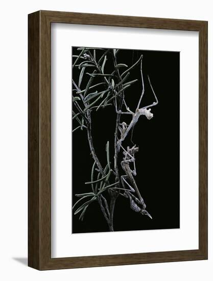 Empusa Pennata (Conehead Mantis) - Newly Emerged-Paul Starosta-Framed Photographic Print